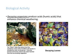 Biological Activity
• Decaying organisms produce acids (humic acids) that
enhance chemical weathering.
Decaying Leaves
The "black" water that drains from the
sandstone rocks of the Cordillera del Cóndor is
actually the color of strong tea -- from the
tannins and humic acids in the water leached
from the surrounding vegetation.
 