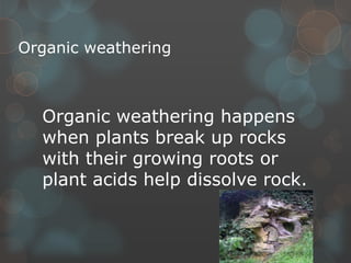 Organic weathering
Organic weathering happens
when plants break up rocks
with their growing roots or
plant acids help dissolve rock.
 