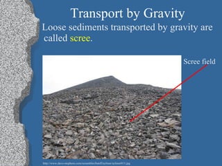 Transport by Gravity Loose sediments transported by gravity are called  scree . Scree field http://www.dave-stephens.com/scrambles/banff/aylmer/aylmer013.jpg 