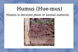 Humus (Hue-mus) Humus is decayed plant or animal material. 