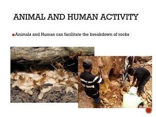 How Animas Break The Rocks Weathering, Soil erosion, and mass wasting.pptx