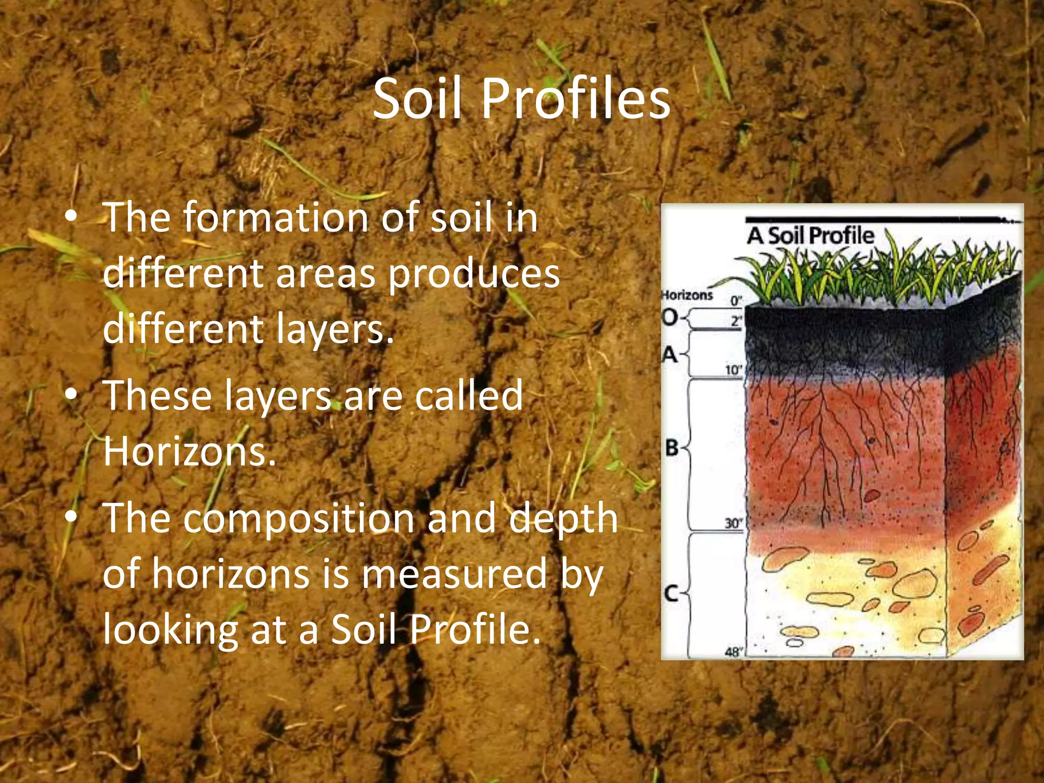 Soil Profiles
• The formation of soil in
  different areas produces
  different layers.
• These layers are called
  Horizons.
• The composition and depth
  of horizons is measured by
  looking at a Soil Profile.
 
