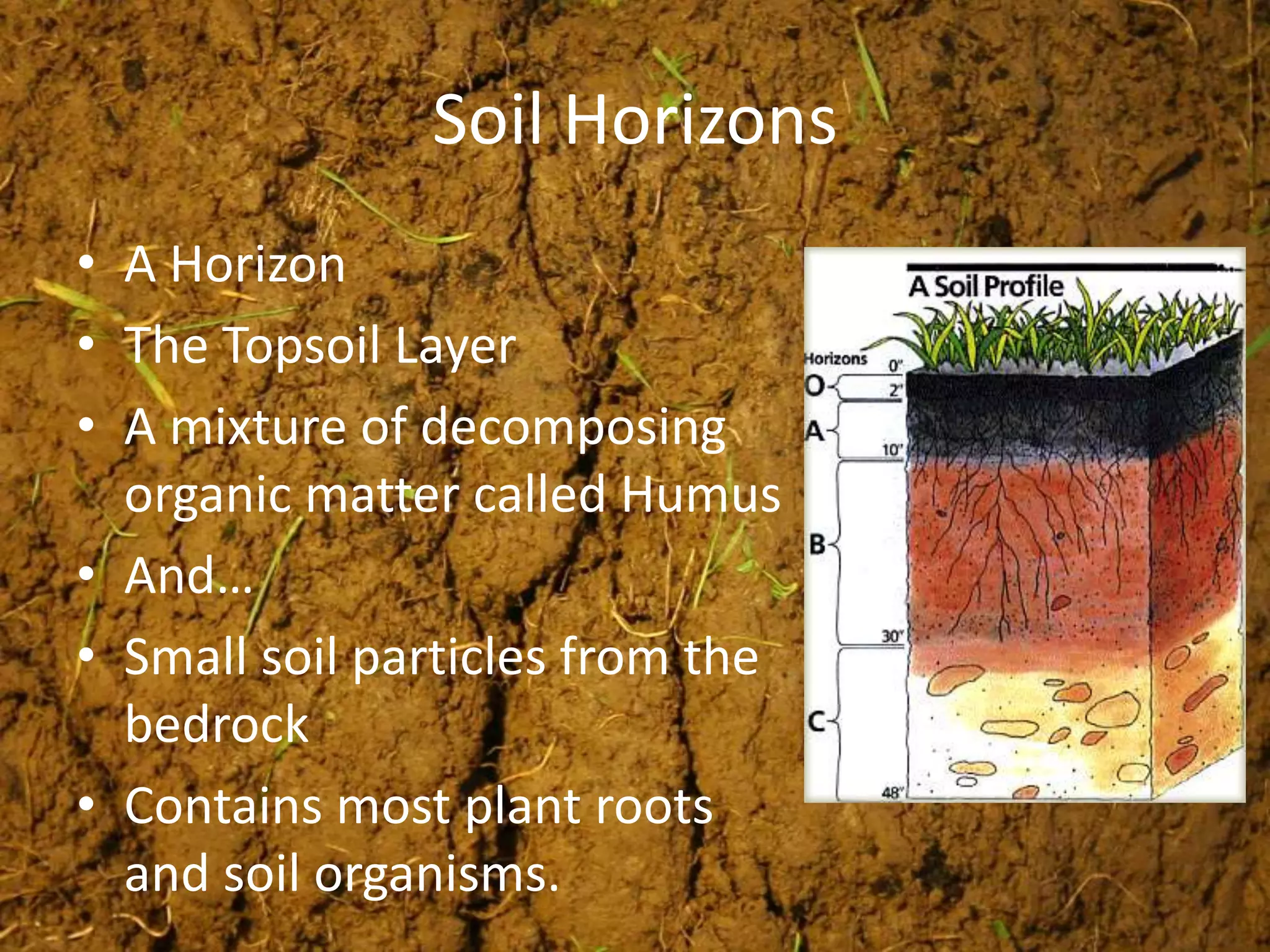 Soil Horizons
• A Horizon
• The Topsoil Layer
• A mixture of decomposing
  organic matter called Humus
• And…
• Small soil particles from the
  bedrock
• Contains most plant roots
  and soil organisms.
 
