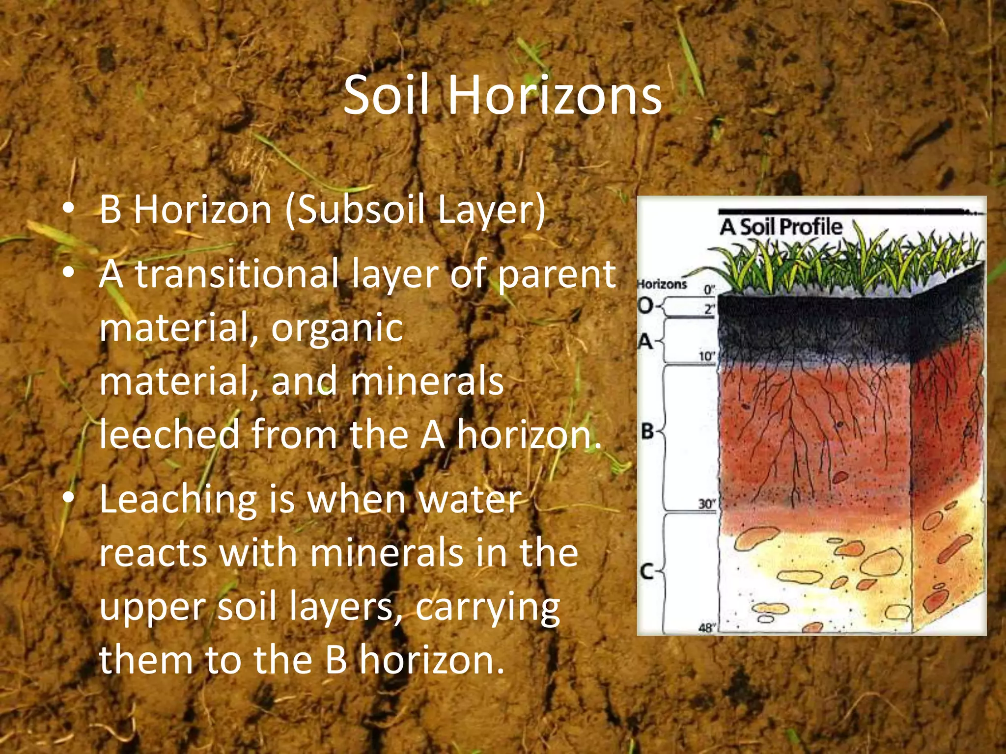 Soil Horizons
• B Horizon (Subsoil Layer)
• A transitional layer of parent
  material, organic
  material, and minerals
  leeched from the A horizon.
• Leaching is when water
  reacts with minerals in the
  upper soil layers, carrying
  them to the B horizon.
 