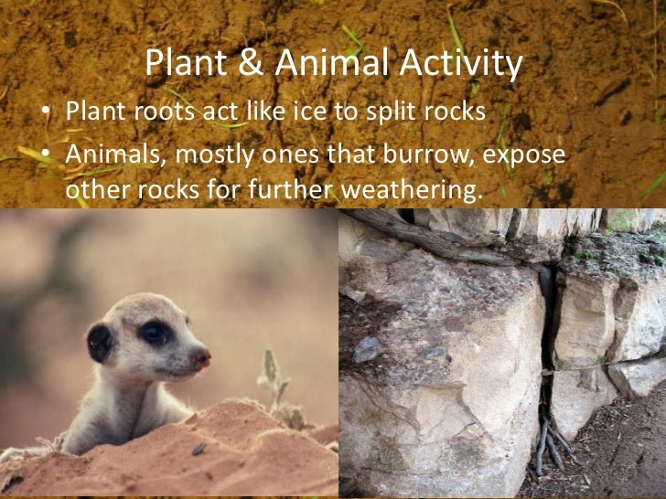 How do plants and animals cause mechanical weathering information