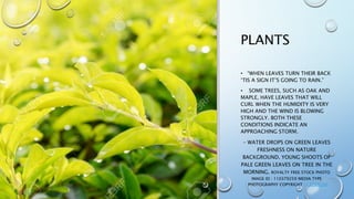 PLANTS
• “WHEN LEAVES TURN THEIR BACK
‘TIS A SIGN IT’S GOING TO RAIN.”
• SOME TREES, SUCH AS OAK AND
MAPLE, HAVE LEAVES THAT WILL
CURL WHEN THE HUMIDITY IS VERY
HIGH AND THE WIND IS BLOWING
STRONGLY. BOTH THESE
CONDITIONS INDICATE AN
APPROACHING STORM.
- WATER DROPS ON GREEN LEAVES
FRESHNESS ON NATURE
BACKGROUND. YOUNG SHOOTS OF
PALE GREEN LEAVES ON TREE IN THE
MORNING. ROYALTY FREE STOCK PHOTO
IMAGE ID : 110379259 MEDIA TYPE
: PHOTOGRAPHY COPYRIGHT : KAEW6566
 