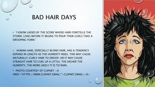 BAD HAIR DAYS
• “I KNOW LADIES BY THE SCORE WHOSE HAIR FORETELLS THE
STORM; LONG BEFORE IT BEGINS TO POUR THEIR CURLS TAKE A
DROOPING FORM.”
• HUMAN HAIR, ESPECIALLY BLOND HAIR, HAS A TENDENCY
EXPAND IN LENGTH AS THE HUMIDITY RISES. THIS MAY CAUSE
NATURALLY-CURLY HAIR TO DROOP. OR IT MAY CAUSE
STRAIGHT HAIR TO CURL UP A LITTLE. THE HIGHER THE
HUMIDITY, THE MORE LIKELY IT IS TO RAIN.
• PHOTO COURTESY OF CLIPART <A
href="HTTPS://WWW.CLIPART.EMAIL/">CLIPART.EMAIL</A>
 