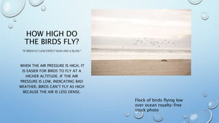 HOW HIGH DO
THE BIRDS FLY?
“IF BIRDS FLY LOW EXPECT RAIN AND A BLOW.”
WHEN THE AIR PRESSURE IS HIGH, IT
IS EASIER FOR BIRDS TO FLY AT A
HIGHER ALTITUDE. IF THE AIR
PRESSURE IS LOW, INDICATING BAD
WEATHER, BIRDS CAN’T FLY AS HIGH
BECAUSE THE AIR IS LESS DENSE.
Flock of birds flying low
over ocean royalty-free
stock photo
 