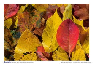 SparkleBox Teacher Resources (www.sparklebox.co.uk)   Photo courtesy of ‘gisleh’ (Flickr.com), under Creative Commons Attribution-ShareAlike 2.0 licence.
 