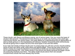 These clouds, with Stormy and Breezy posing, are of various types. Can you name the types of
clouds in this picture? Thunderstorms were forming on an early July morning a few years ago.
Learning the clouds, the various types, and really getting an understanding and an appreciation of
what is really going on in the troposphere will help your weather forecasting skills tremendously.
We will be going more in-depth into all of the cloud types in the next few weeks.
If you look real closely at these clouds over my posing dogs you will see cumulus clouds building.
Some of them are rather small, while others are getting bigger. There are two ways clouds turn
darker. A base of a huge thunderstorm (cumulonimbus cloud) can turn black because so much
sun is being blocked out. And, these clouds in this picture are darker because the bigger clouds
are producing shadows over them. The rather bright clouds above them are actually
cumulonimbus clouds that have already fully formed.
 