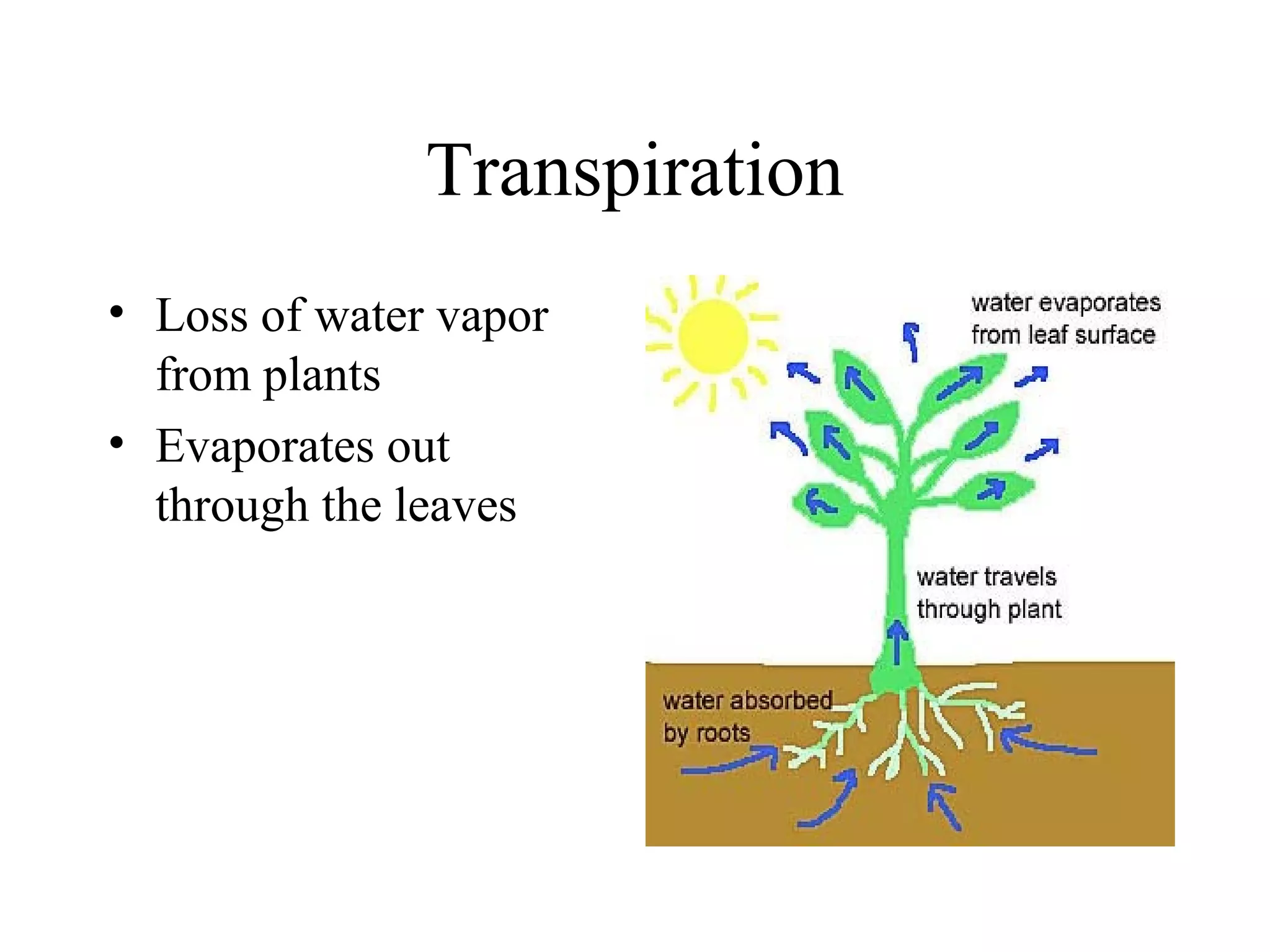 Transpiration
• Loss of water vapor
from plants
• Evaporates out
through the leaves
