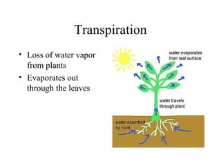 Transpiration
• Loss of water vapor
from plants
• Evaporates out
through the leaves
 