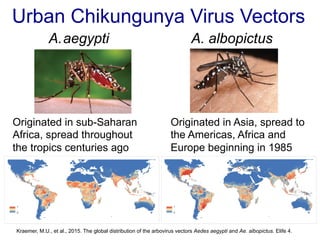 Chikungunya vector cheap