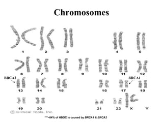 Chromosomes
BRCA1BRCA2
***~84% of HBOC is caused by BRCA1 & BRCA2
 