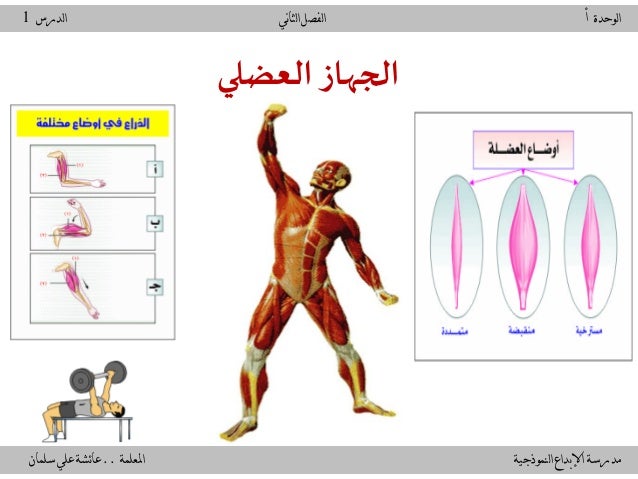 الجهاز العظمي والعضلي