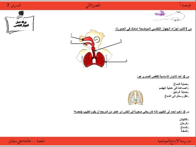 الجهاز التنفسي والدوري
