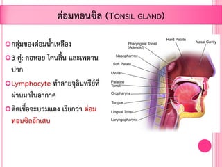 กลุ่มของต่อมน้้าเหลือง
3 คู่: คอหอย โคนลิ้น และเพดาน
ปาก
Lymphocyte ท้าลายจุลินทรีย์ที่
ผ่านมาในอากาศ
ติดเชื้อจะบวมแดง เรียกว่า ต่อม
ทอนซิลอักเสบ
ต่อมทอนซิล (TONSIL GLAND)
 