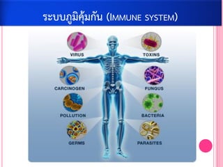 ระบบภูมิคุ้มกัน (IMMUNE SYSTEM)
 