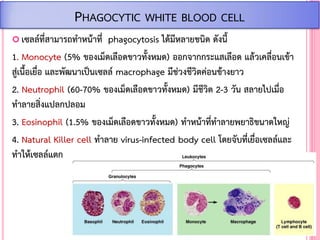  เซลล์ที่สามารถท้าหน้าที่ phagocytosis ได้มีหลายชนิด ดังนี้
1. Monocyte (5% ของเม็ดเลือดขาวทั้งหมด) ออกจากกระแสเลือด แล้วเคลื่อนเข้า
สู่เนื้อเยื่อ และพัฒนาเป็นเซลล์ macrophage มีช่วงชีวิตค่อนข้างยาว
2. Neutrophil (60-70% ของเม็ดเลือดขาวทั้งหมด) มีชีวิต 2-3 วัน สลายไปเมื่อ
ท้าลายสิ่งแปลกปลอม
3. Eosinophil (1.5% ของเม็ดเลือดขาวทั้งหมด) ท้าหน้าที่ท้าลายพยาธิขนาดใหญ่
4. Natural Killer cell ท้าลาย virus-infected body cell โดยจับที่เยื่อเซลล์และ
ท้าให้เซลล์แตก
PHAGOCYTIC WHITE BLOOD CELL
 