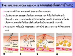  การท้าลายเชื้อโรคและเศษเซลล์ ซ่อมแซมบริเวณบาดแผล
 เมื่อเกิดบาดแผล basophil ในเลือดและ mast cell ที่เนื้อเยื่อเกี่ยวพัน หลั่ง
histamine และ prostaglandin ท้าให้หลอดเลือดขยายตัว เลือดไหลมากขึ้น เม็ด
เลือดขาวและสารที่ท้าให้เลือดแข็งตัวเคลื่อนที่มายังบาดแผลได้มากและเร็ว
 Neutrophil เปลี่ยนเป็น macrophage ท้าหน้าที่ phagocytosis เชื้อโรคและเศษ
เซลล์
THE INFLAMMATORY RESPONSE (ตอบสนองโดยการอักเสบ)
 