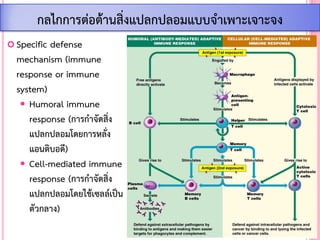  Specific defense
mechanism (immune
response or immune
system)
 Humoral immune
response (การก้าจัดสิ่ง
แปลกปลอมโดยการหลั่ง
แอนติบอดี)
 Cell-mediated immune
response (การก้าจัดสิ่ง
แปลกปลอมโดยใช้เซลล์เป็น
ตัวกลาง)
กลไกการต่อต้านสิ่งแปลกปลอมแบบจ้าเพาะเจาะจง
 