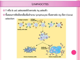  T หรือ B cell แต่ละเซลล์จ้าเพาะต่อ Ag แต่ละตัว
 ขั้นตอนการคัดเลือกเพื่อเพิ่มจ้านวน lymphocyte ที่เฉพาะต่อ Ag เรียก Clonal
selection
LYMPHOCYTES
 