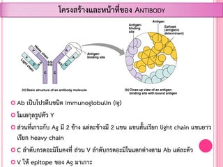  Ab เป็นโปรตีนชนิด immunoglobulin (Ig)
 โมเลกุลรูปตัว Y
 ส่วนที่เกาะกับ Ag มี 2 ข้าง แต่ละข้างมี 2 แขน แขนสั้นเรียก light chain แขนยาว
เรียก heavy chain
 C ล้าดับกรดอะมิโนคงที่ ส่วน V ล้าดับกรดอะมิโนแตกต่างตาม Ab แต่ละตัว
 V ให้ epitope ของ Ag มาเกาะ
โครงสร้างและหน้าที่ของ ANTIBODY
 