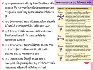  Ig M (pentamer): เป็น Ig ที่พบเป็นชนิดแรกเมื่อ
expose กับ Ag พบครั้งแรกในปลาฉลามและปลา
กระดูกแข็ง ขนาดใหญ่ ไม่สามารถผ่านเข้าไปในรก
ได้
 Ig G (monomer) พบมากในกระแสเลือด ผ่านเข้า
ไปในรกได้ ท้าลายแบกทีเรีย, ไวรัส และ toxin
 Ig A (dimer) พบใน mucous และ colostrum
ป้องกันการจับของไวรัส และแบคทีเรียต่อ
epithelial surface
 Ig D (monomer) พบมากที่ผิวของ B cell คาด
ว่าช่วยกระตุ้นการเปลี่ยนจาก B cell ไปเป็น
plasma cell & memory B cell
 Ig E (monomer) จับอยู่ที่ mast cell &
basophil เมื่อถูกกระตุ้นโดย Ag ท้าให้เกิดการหลั่ง
histamine หรือสารที่ก่อให้เกิดอาการแพ้
Immunoglobulin (Ig) มีทั้งหมด 5 ชนิด
 