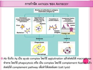  Ab จับกับ Ag เป็น ag-ab complex โดยวิธี agglutination แล้วส่งต่อให้ macrophage
ท้าลาย โดยวิธี phagocytosis หรือ เป็น complex โดยวิธี complement fixation แล้ว
ส่งต่อให้ complement pathway เพื่อท้าให้เซลล์แตก (cell lysis)
การก้าจัด ANTIGEN ของ ANTIBODY
 