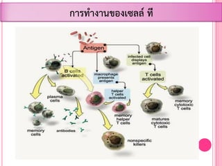 การท้างานของเซลล์ ที
 