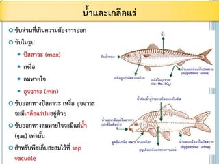  ขับส่วนที่เกินความต้องการออก
 ขับในรูป
 ปัสสาวะ (max)
 เหงื่อ
 ลมหายใจ
 อุจจาระ (min)
 ขับออกทางปัสสาวะ เหงื่อ อุจจาระ
จะมีเกลือแร่ปนอยู่ด้วย
 ขับออกทางลมหายใจจะมีแต่น้า
(gas) เท่านั้น
 สาหรับพืชเก็บสะสมไว้ที่ sap
vacuole
น้าและเกลือแร่
 