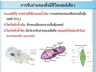 การขับถ่ายของสิ่งมีชีวิตเซลล์เดียว
แบคทีเรีย สาหร่ายสีเขียวแกมน้าเงิน: การแพร่ของของเสียผ่านเยื่อหุ้ม
เซลล์ (CO2)
โพรโทซัวน้าเค็ม: ขับของเสียออกจากเยื่อหุ้มเซลล์
โพรโทซัวน้าจืด: มีอวัยวะขับถ่ายของเสียคือ คอนแทร็กไทล์แวคิวโอล
(contractile vacuole)
 
