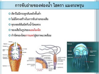  สัตว์ไม่มีกระดูกสันหลังชั้นต่า
 ไม่มีโครงสร้างในการขับถ่ายของเสีย
 ทุกเซลล์สัมผัสกับน้าโดยตรง
 ของเสียในรูปของแอมโมเนีย
 กาจัดของโดยการแพร่สู่สภาพแวดล้อม
การขับถ่ายของฟองน้า ไฮดรา แมงกะพรุน
 