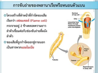 โครงสร้างที่ทาหน้าที่กาจัดของเสีย
เรียกว่า เฟลมเซลล์ (Flame cell)
กระจายอยู่ 2 ข้างตลอดความยาว
ลาตัวเชื่อมต่อกับช่องขับถ่ายที่ผนัง
ลาตัว
ของเสียที่ถูกกาจัดออกสู่ภายนอก
เป็นสารพวกแอมโมเนีย
การขับถ่ายของพลานาเรียหรือหนอนตัวแบน
 