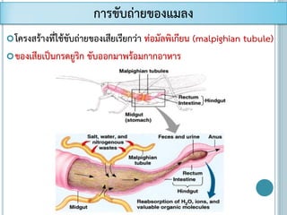 โครงสร้างที่ใช้ขับถ่ายของเสียเรียกว่า ท่อมัลพิเกียน (malpighian tubule)
ของเสียเป็นกรดยูริก ขับออกมาพร้อมกากอาหาร
การขับถ่ายของแมลง
 