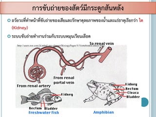 การขับถ่ายของสัตว์มีกระดูกสันหลัง
 อวัยวะที่ทาหน้าที่ขับถ่ายของเสียและรักษาดุลยภาพของน้าและแร่ธาตุเรียกว่า ไต
(Kidney)
 ระบบขับถ่ายทางานร่วมกับระบบหมุนเวียนเลือด
 
