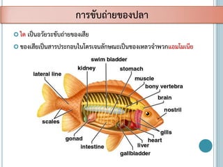  ไต เป็นอวัยวะขับถ่ายของเสีย
 ของเสียเป็นสารประกอบไนโตรเจนลักษณะเป็นของเหลวจาพวกแอมโมเนีย
การขับถ่ายของปลา
 