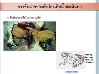  ขับถ่ายของเสียในรูปของยูเรีย
การขับถ่ายของสัตว์สะเทินน้าสะเทินบก
 