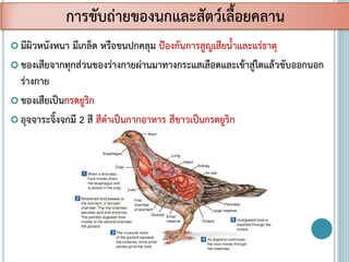  มีผิวหนังหนา มีเกล็ด หรือขนปกคลุม ป้องกันการสูญเสียน้าและแร่ธาตุ
 ของเสียจากทุกส่วนของร่างกายผ่านมาทางกระแสเลือดและเข้าสู่ไตแล้วขับออกนอก
ร่างกาย
 ของเสียเป็นกรดยูริก
 อุจจาระจิ้งจกมี 2 สี สีดาเป็นกากอาหาร สีขาวเป็นกรดยูริก
การขับถ่ายของนกและสัตว์เลื้อยคลาน
 