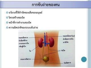  อวัยวะที่ใช้กาจัดของเสียของมนุษย์
 โครงสร้างของไต
 หน้าที่การทางานของไต
 ความผิดปกติของระบบขับถ่าย
การขับถ่ายของคน
 