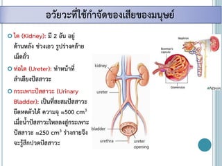  ไต (Kidney): มี 2 อัน อยู่
ด้านหลัง ช่วงเอว รูปร่างคล้าย
เม็ดถั่ว
 ท่อไต (Ureter): ทาหน้าที่
ลาเลียงปัสสาวะ
 กระเพาะปัสสาวะ (Urinary
Bladder): เป็นที่สะสมปัสสาวะ
ยืดหดตัวได้ ความจุ ≈500 cm3
เมื่อน้าปัสสาวะไหลลงสู่กระเพาะ
ปัสสาวะ ≈250 cm3 ร่างกายจึง
จะรู้สึกปวดปัสสาวะ
อวัยวะที่ใช้กาจัดของเสียของมนุษย์
 
