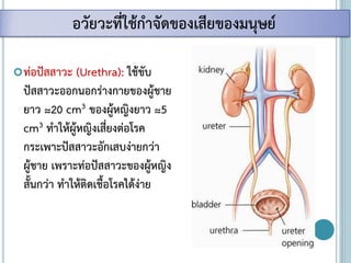 ท่อปัสสาวะ (Urethra): ใช้ขับ
ปัสสาวะออกนอกร่างกายของผู้ชาย
ยาว ≈20 cm3 ของผู้หญิงยาว ≈5
cm3 ทาให้ผู้หญิงเสี่ยงต่อโรค
กระเพาะปัสสาวะอักเสบง่ายกว่า
ผู้ชาย เพราะท่อปัสสาวะของผู้หญิง
สั้นกว่า ทาให้ติดเชื้อโรคได้ง่าย
อวัยวะที่ใช้กาจัดของเสียของมนุษย์
 