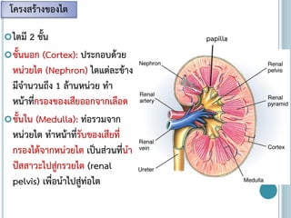 ไตมี 2 ชั้น
ชั้นนอก (Cortex): ประกอบด้วย
หน่วยไต (Nephron) ไตแต่ละข้าง
มีจานวนถึง 1 ล้านหน่วย ทา
หน้าที่กรองของเสียออกจากเลือด
ชั้นใน (Medulla): ท่อรวมจาก
หน่วยไต ทาหน้าที่รับของเสียที่
กรองได้จากหน่วยไต เป็นส่วนที่นา
ปัสสาวะไปสู่กรวยไต (renal
pelvis) เพื่อนาไปสู่ท่อไต
โครงสร้างของไต
papilla
 