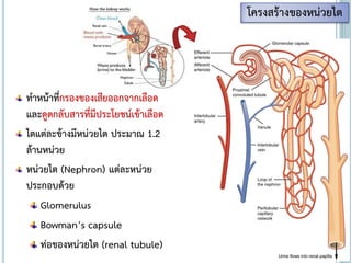 ทาหน้าที่กรองของเสียออกจากเลือด
และดูดกลับสารที่มีประโยชน์เข้าเลือด
ไตแต่ละข้างมีหน่วยไต ประมาณ 1.2
ล้านหน่วย
หน่วยไต (Nephron) แต่ละหน่วย
ประกอบด้วย
Glomerulus
Bowman’s capsule
ท่อของหน่วยไต (renal tubule)
โครงสร้างของหน่วยไต
 