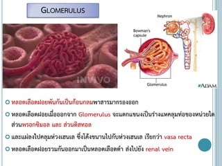  หลอดเลือดฝอยพันกันเป็นก้อนกลมพาสารมากรองออก
 หลอดเลือดฝอยเมื่อออกจาก Glomerulus จะแตกแขนงเป็นร่างแหคลุมท่อของหน่วยไต
ส่วนพรอกซิมอล และ ส่วนดิสทอล
 และแผ่ลงไปคลุมห่วงเฮนเล ซึ่งโค้งขนานไปกับห่วงเฮนเล เรียกว่า vasa recta
 หลอดเลือดฝอยรวมกันออกมาเป็นหลอดเลือดดา ส่งไปยัง renal vein
GLOMERULUS
 