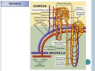 NEPHRON
 