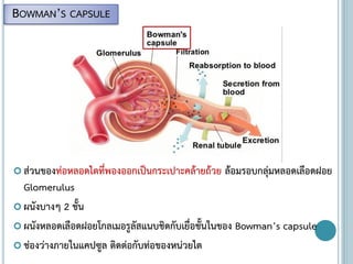  ส่วนของท่อหลอดไตที่พองออกเป็นกระเปาะคล้ายถ้วย ล้อมรอบกลุ่มหลอดเลือดฝอย
Glomerulus
 ผนังบางๆ 2 ชั้น
 ผนังหลอดเลือดฝอยโกลเมอรูลัสแนบชิดกับเยื่อชั้นในของ Bowman’s capsule
 ช่องว่างภายในแคปซูล ติดต่อกับท่อของหน่วยไต
BOWMAN’S CAPSULE
 