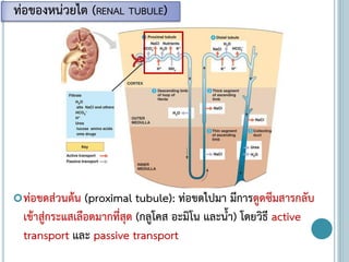 ท่อขดส่วนต้น (proximal tubule): ท่อขดไปมา มีการดูดซึมสารกลับ
เข้าสู่กระแสเลือดมากที่สุด (กลูโคส อะมิโน และน้า) โดยวิธี active
transport และ passive transport
ท่อของหน่วยไต (RENAL TUBULE)
 