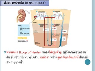 ห่วงเฮนเล (Loop of Henle): หลอดโค้งรูปตัวยู อยู่ถัดจากท่อขดส่วน
ต้น ยื่นเข้ามาในหน่วยไตส่วน เมดัลลา หน้าที่ดูดกลับเกลือและน้าในกรณี
ร่างกายขาดน้า
ท่อของหน่วยไต (RENAL TUBULE)
 