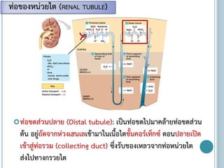 ท่อขดส่วนปลาย (Distal tubule): เป็นท่อขดไปมาคล้ายท่อขดส่วน
ต้น อยู่ถัดจากห่วงเฮนเลเข้ามาในเนื้อไตชั้นคอร์เท็กซ์ ตอนปลายเปิด
เข้าสู่ท่อรวม (collecting duct) ซึ่งรับของเหลวจากท่อหน่วยไต
ส่งไปทางกรวยไต
ท่อของหน่วยไต (RENAL TUBULE)
 